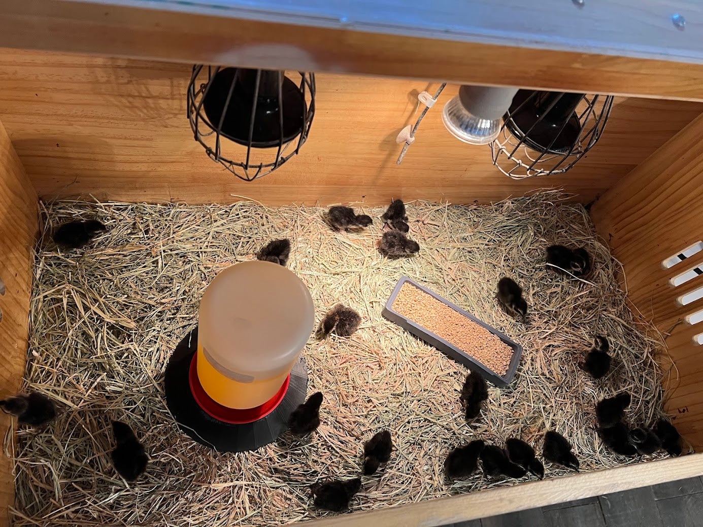 Black Quail Hatching Eggs - Pure Breed, Ideal for Aviary Hobbyists & Breeders
