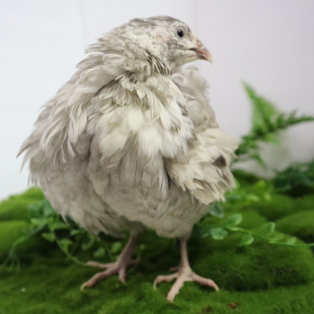 Andalusian coturnix fertile quail eggs