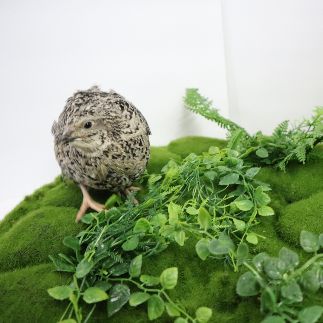 Calico Quail Hatching Eggs