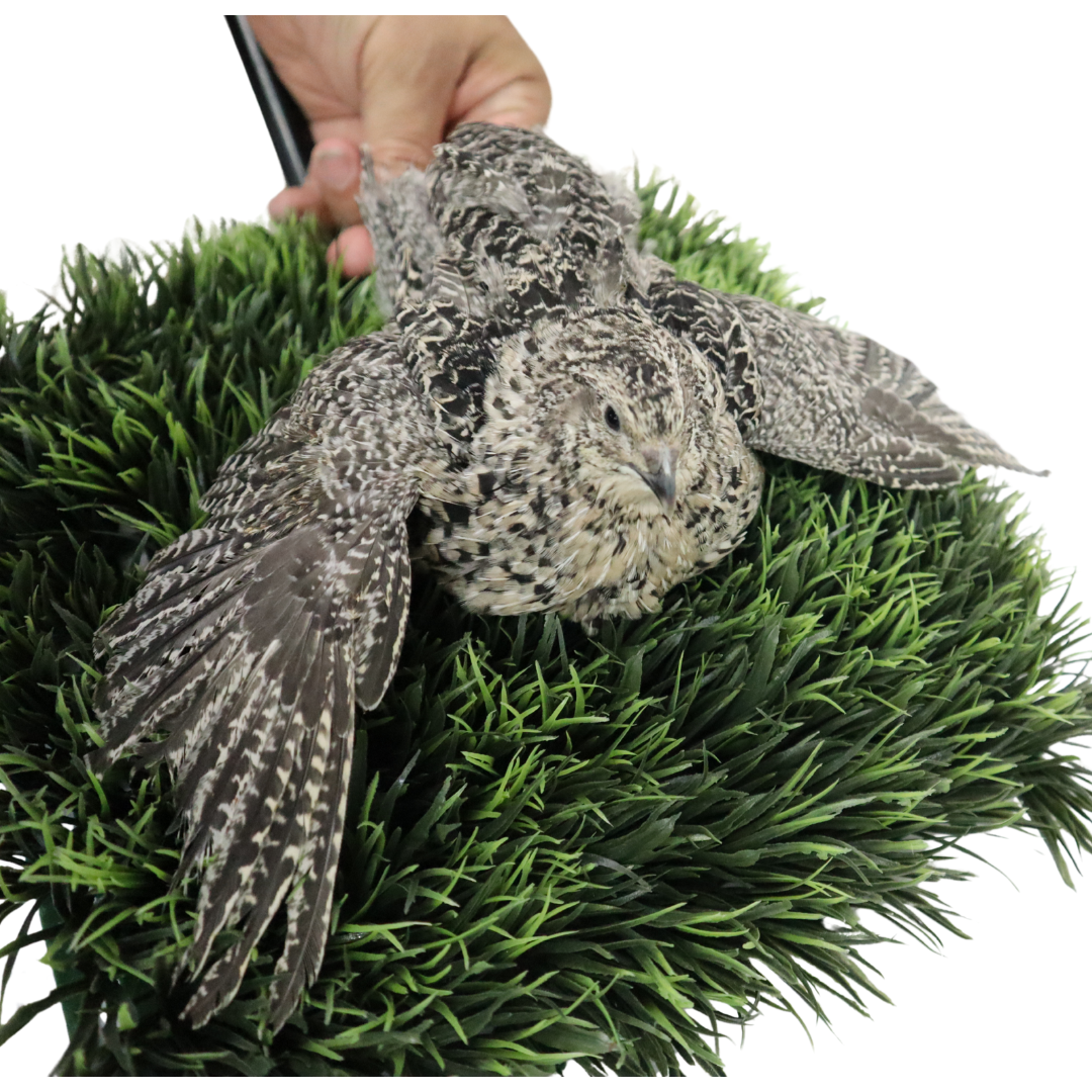 Calico Quail Hatching Eggs