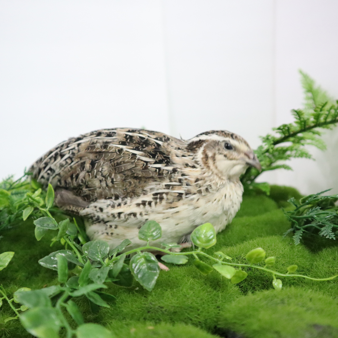 Calico Quail Hatching Eggs