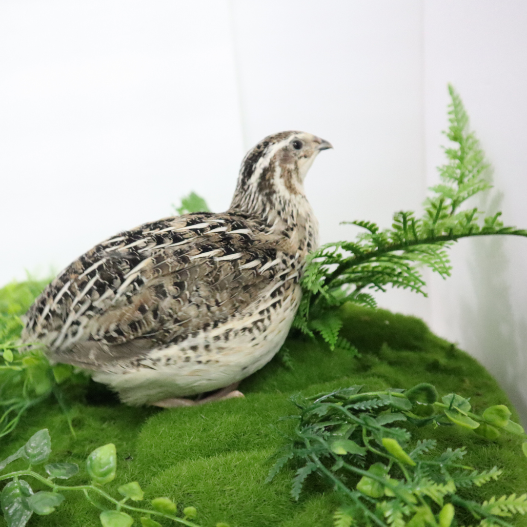 Calico Quail Hatching Eggs