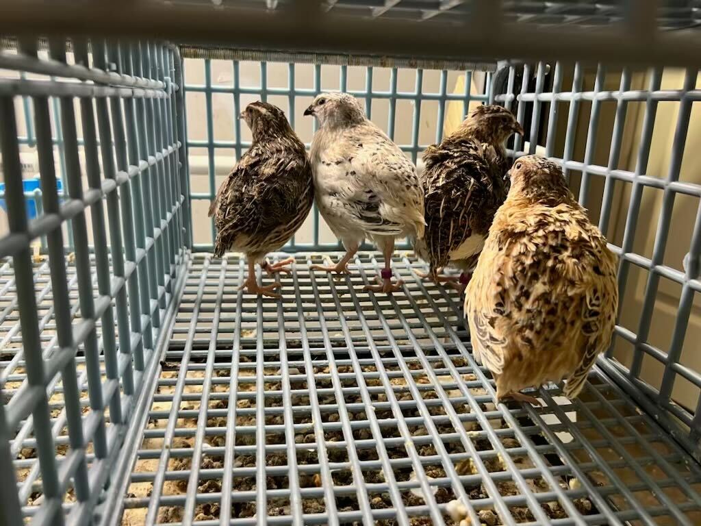 Fertile Quail Eggs – Choose Your Variety