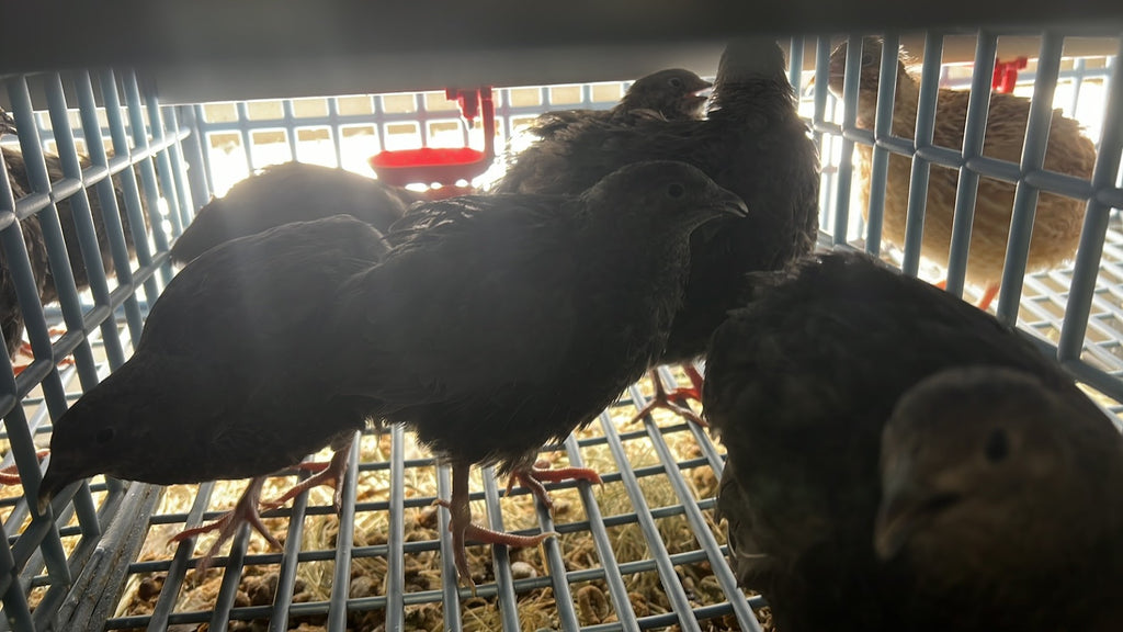 All Black Quail Hatching Eggs - Pure Breed, Ideal for Aviary Hobbyists & Breeders