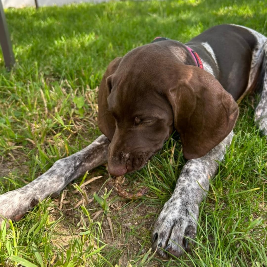Quail Crunch Sticks Dog Treats, 10 Count Quail Spines Gourmet Dehydrated Healthy Dog Training Treats, Premium Flavors Promote Dental Health, No Artificial Additives for Happy Pets